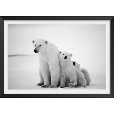 Affiche animaux family polar bear HEXOA