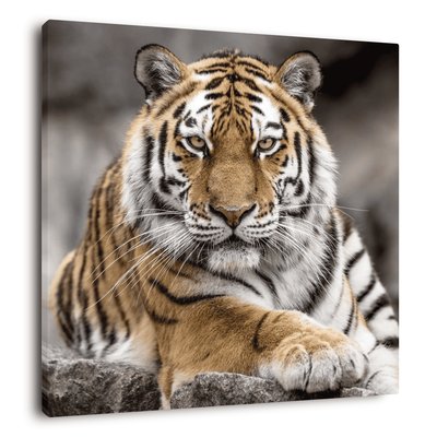 Tableau Mural Tigre De Sibérie ANIMAUX CEANOTHE