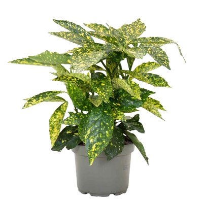 Planta Aucuba Japonica Variegata, BIOMA BIOMA PLANTS