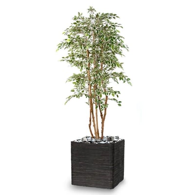 Ficus Natasja Artificiel multitroncs bois ARTIFICIELLES