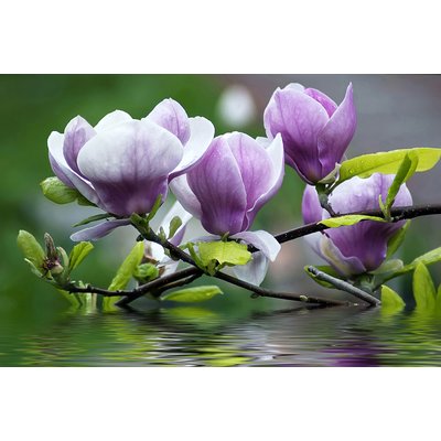 Tableau fleurs de magnolia HEXOA