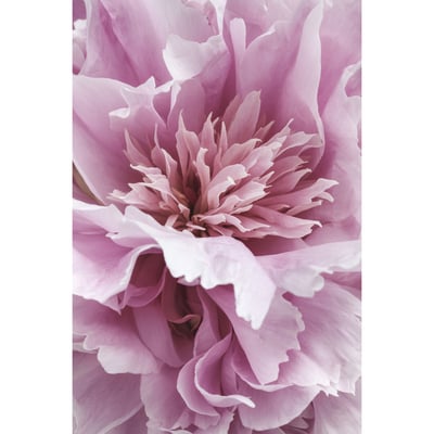 Tableau Sur Verre Synthétique Focus Floral FLEUR CEANOTHE