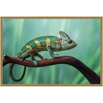 Tirage Encadré Sur Verre Synthétique Chameleon TIRAGE D'ART CEANOTHE
