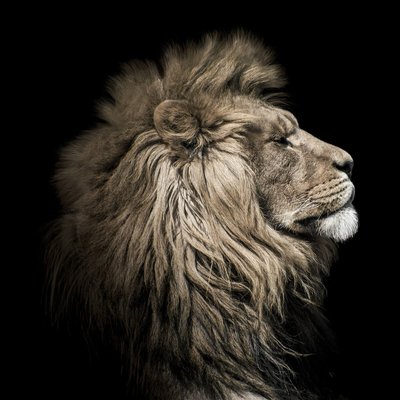 Tableau mural lion sepia CEANOTHE