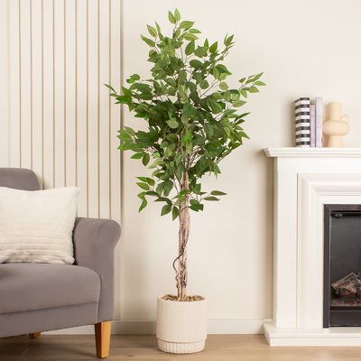160cm Ficus Tree in Cement Pot SO'HOME