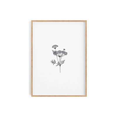 Herbarium II, affiche +  cadre chêne. 50cm x 70cm COTTON BIRD