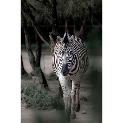 Tableau animaux zèbre en balade HEXOA