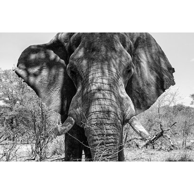 Tableau éléphant d'afrique HEXOA