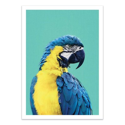 Affiche d’art 30 x 40 cm - Macaw Parrot in Blue - Gal Design WALL EDITIONS
