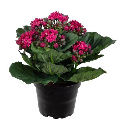 Kalanchoé artificiel en pot H20 cm adorable ARTIFICIELLES