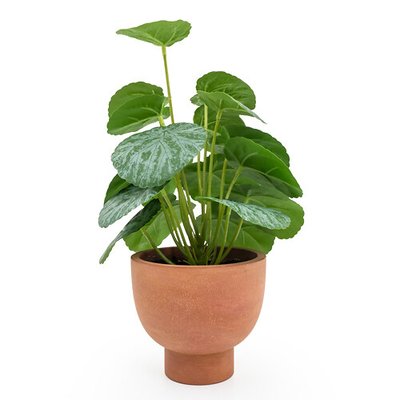 30cm Artificial Chinese Money Plant in Pot SO'HOME
