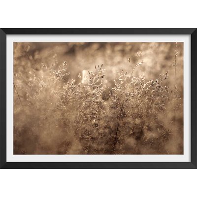 Affiche fleurs field grass HEXOA