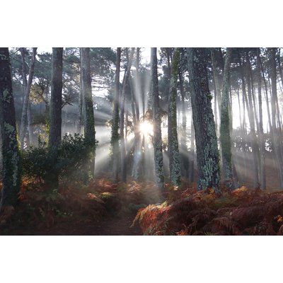 Tableau brume landaise HEXOA