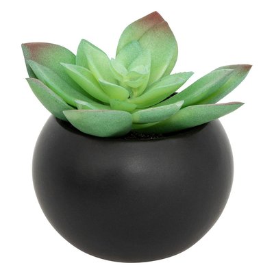Plante grasse en pot ATMOSPHERA