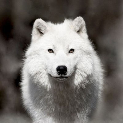 Tableau sur toile loup blanc CEANOTHE