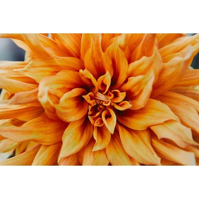 Tableau Tableau fleurs coeur de chrysanthème HEXOA