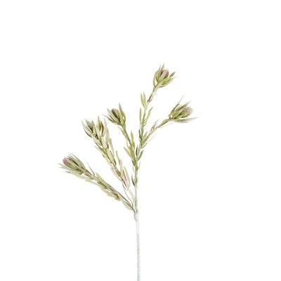 Feuillage de protea avec fruits artificiel H77 SIA DECO