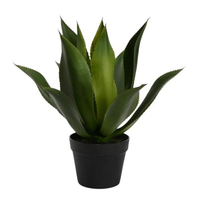Agave du désert en pot H48 cm AMADEUS