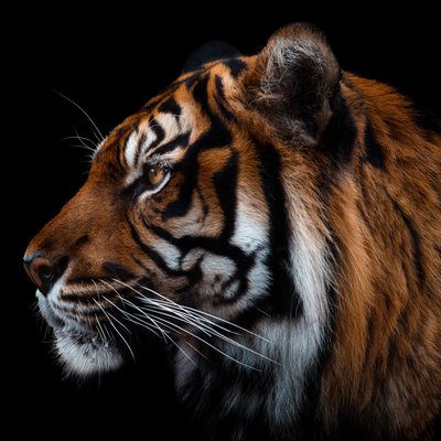 Tableau Mural Tigre De Face ANIMAUX CEANOTHE