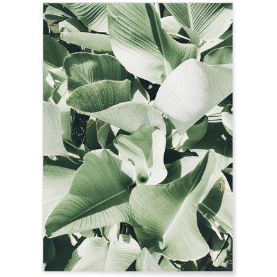 Poster Nature plante verte 2 L'AFFICHERIE