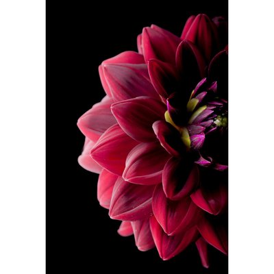 Tableau Mural Dahlia CHARME ROMANTIQUE CEANOTHE