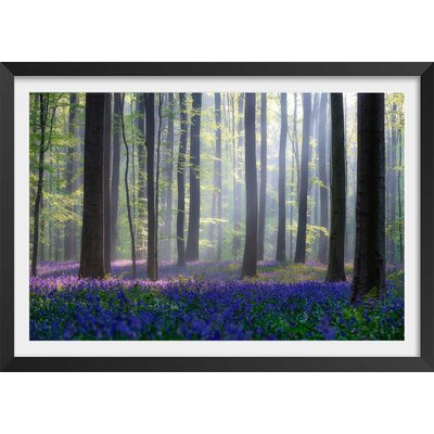 Affiche nature jacinthes et sous-bois HEXOA