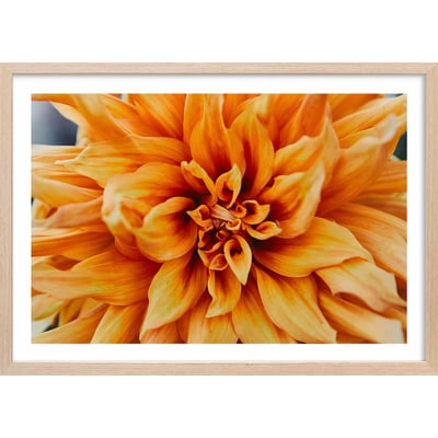 Affiche fleurs coeur de chrysanthème HEXOA