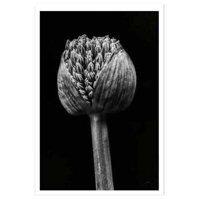 Poster tropical spring palm HEXOA