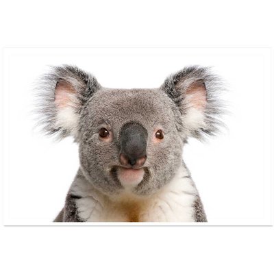 Affiche enfant bébé koala HEXOA