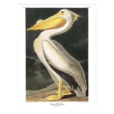 Affiche Audubon pélican  American White Pelican THE DYBDAHL CO