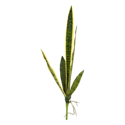 Tige de sansevieria NIPPO ATMOSPHERA
