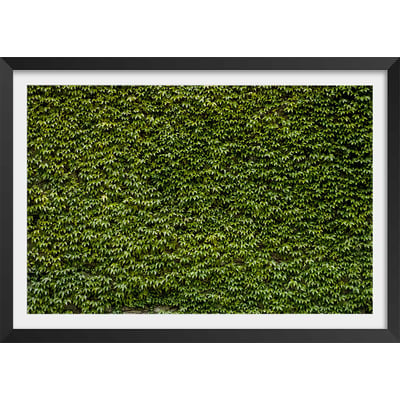 Affiche nature mur de lierres HEXOA