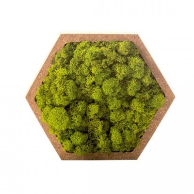 Tableau végétal mural stabilisé 16cm Vert NATURALYS