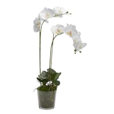 Orchidée Phalae   H71 cm  he-DIVA AMADEUS