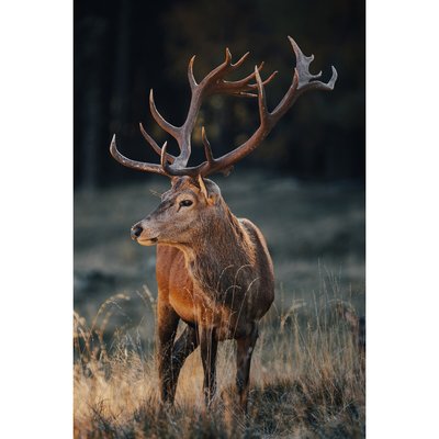 Tableau Mural Cerf Sauvage ANIMAUX CEANOTHE