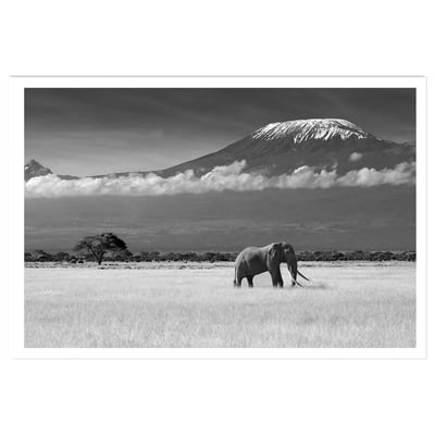 Affiche éléphant et kilimanjaro HEXOA