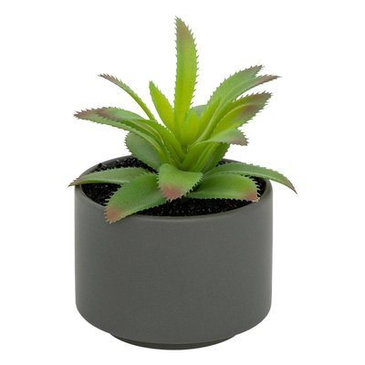 Plante grasse en pot ATMOSPHERA