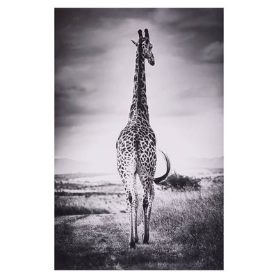 Toile imprimée ANIMAUX ATMOSPHERA