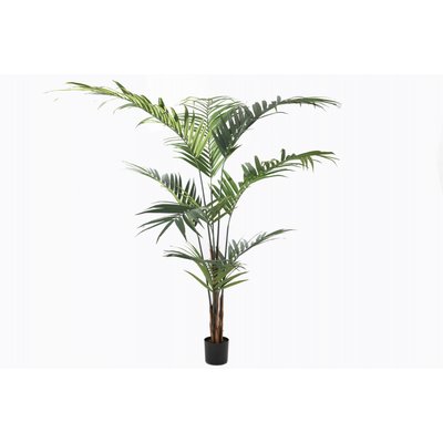 Palmier   H: 224 cm-KENTIA AMADEUS