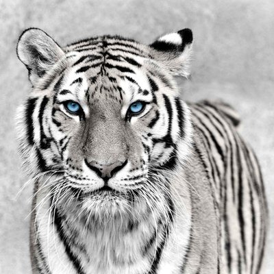 Tableau Mural Tigre Aux Yeux Bleus ANIMAUX CEANOTHE