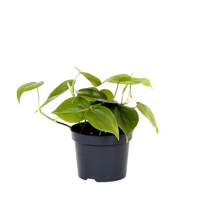 Planta Philodendron Scandens, BIOMA BIOMA PLANTS