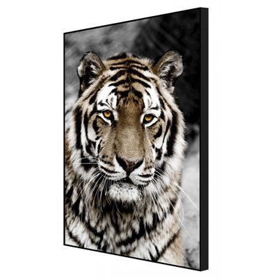 Tableau encadré à la finition mate tigre de face CEANOTHE