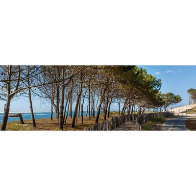 Tableau sur toile arbres d'Arcachon CEANOTHE