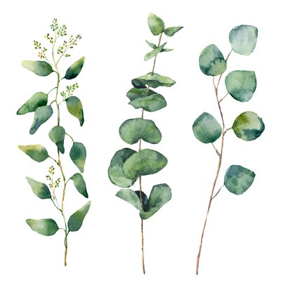 Tableau aquarelle eucalyptus HEXOA