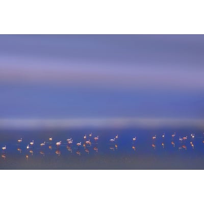 Tableau Flamants Tôt le matin HEXOA