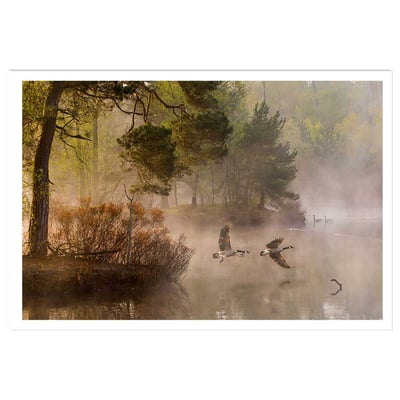 Affiche paysage oies sauvages HEXOA