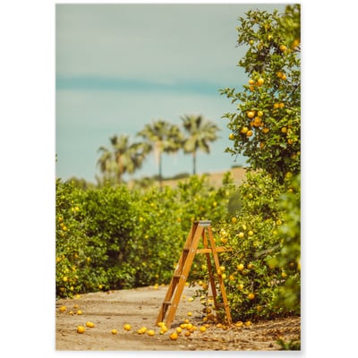 Affiche Lemon Trees L'AFFICHERIE
