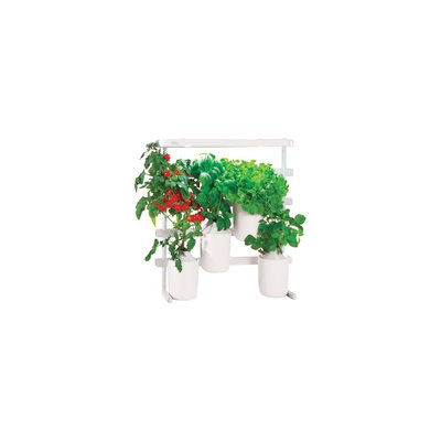 Recharge jardin d'intérieur Mini tomates PRET A POUSSER