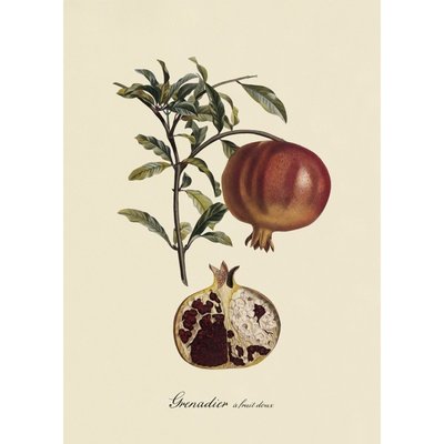 Affiche ancienne fruits  Grenadier THE DYBDAHL CO