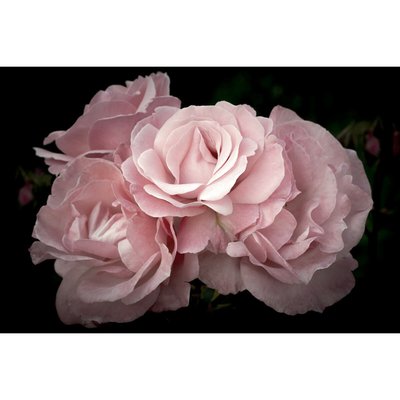 Tableau Mural Fleurs Roses FLEUR CEANOTHE